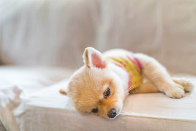Tired and sleepy pomeranian dog sleeping on sofa