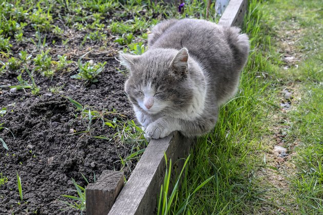 Grey cat sleeping on a board in the garden