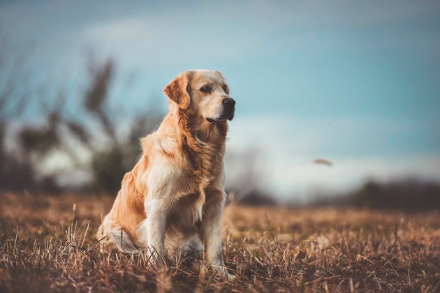 golden retriever outside