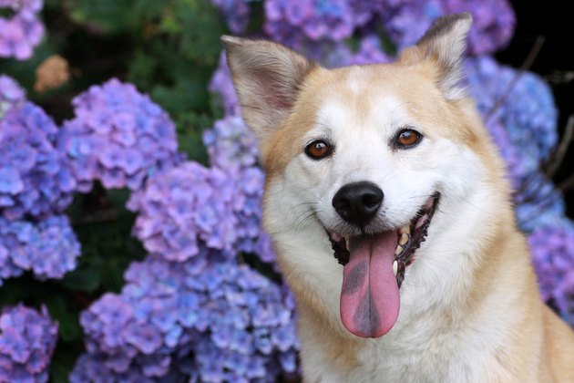 dog in front of purple hydrangeas