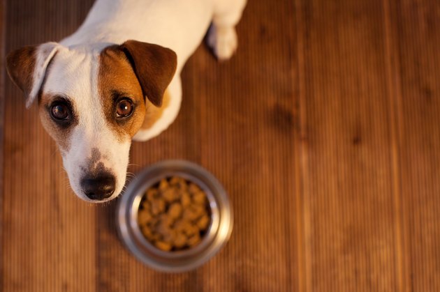 Dog next to food bowl looking up at camera