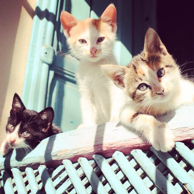Portrait Of Cats At Window