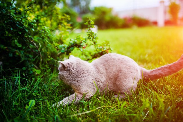 Sweet cat on green grass