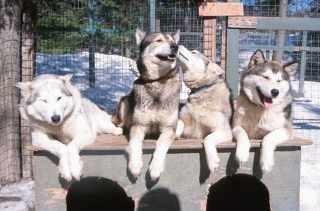 Siberian huskies relaxing