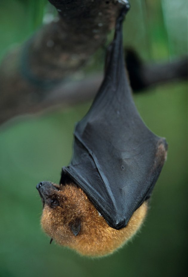 What Eats a Bat in the Rainforest? | Cuteness