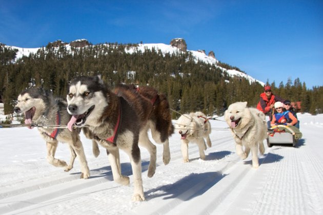 Siberian huskies working on a sled team
