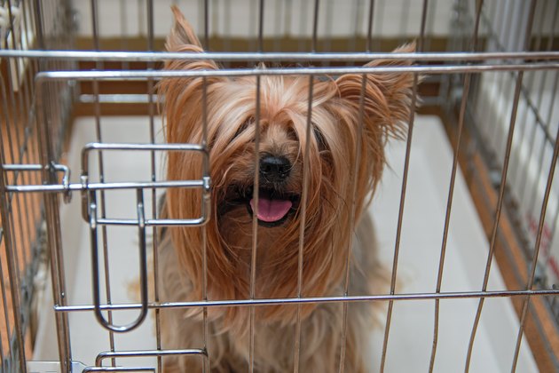 Yorkshire Terrier uncut doggie in crate