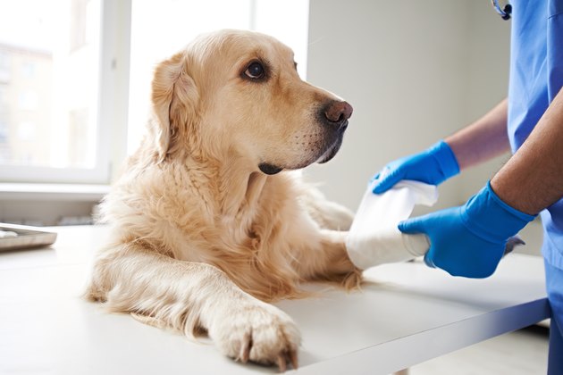 veterinarian bandaging injured dog