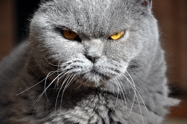 Portrait of British Short hair blue cat with yellow eyes.