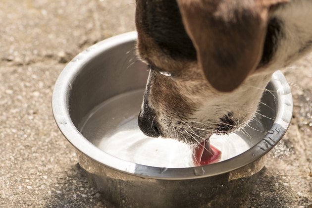 Dog drinking water from a bowl - Jack Russell Terrier