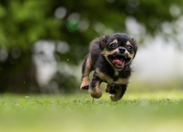 Dog Running On Grassy Field