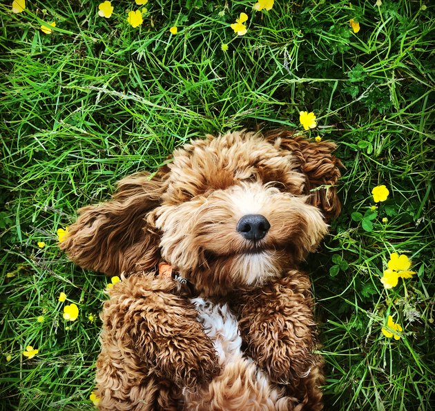 Happy dog