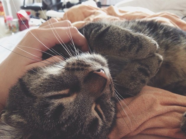 Close-Up Of Cat Sleeping