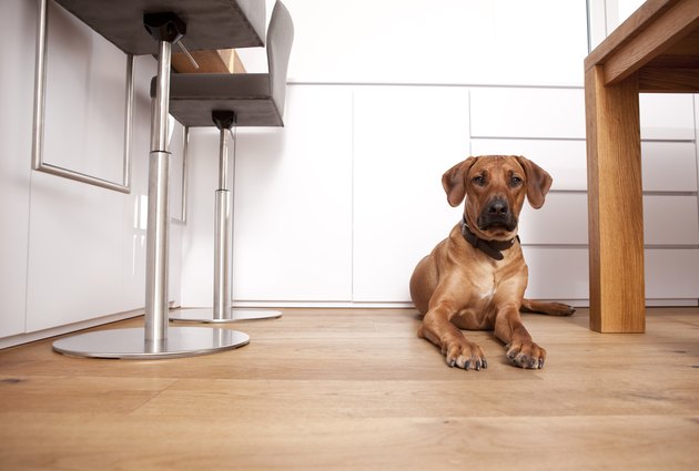 Portrait of Rhodesian Ridgeback lying on wooden floor at home