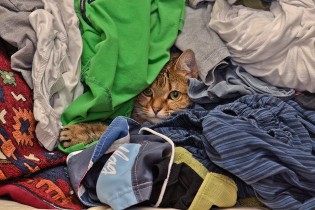 Portrait Of Tabby Cat Hiding Amidst Clothes