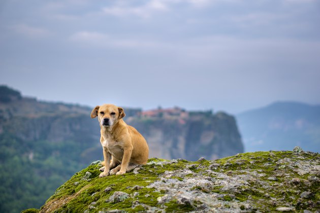 Dog on the cliff
