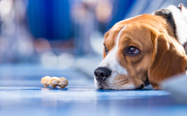 Sad looking beagle Dog with a chew bone