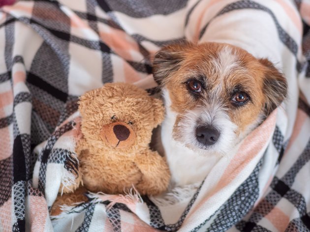 Kleiner Hund mit Teddybär in eine karierte Decke gewickelt, Blick in die Kamera