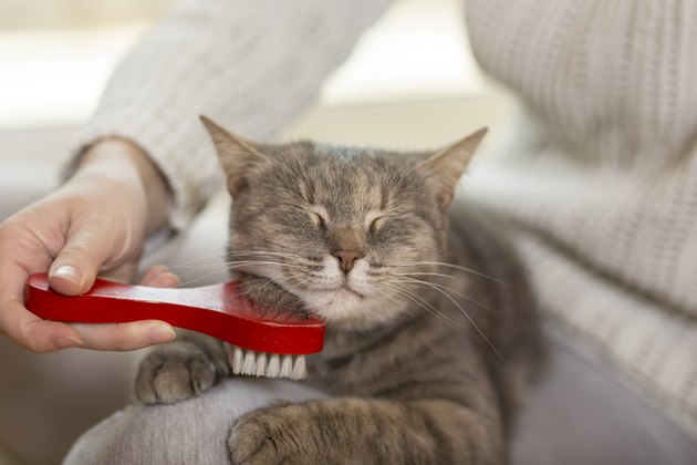 The Beginner's Guide to Brushing a Cat Cuteness