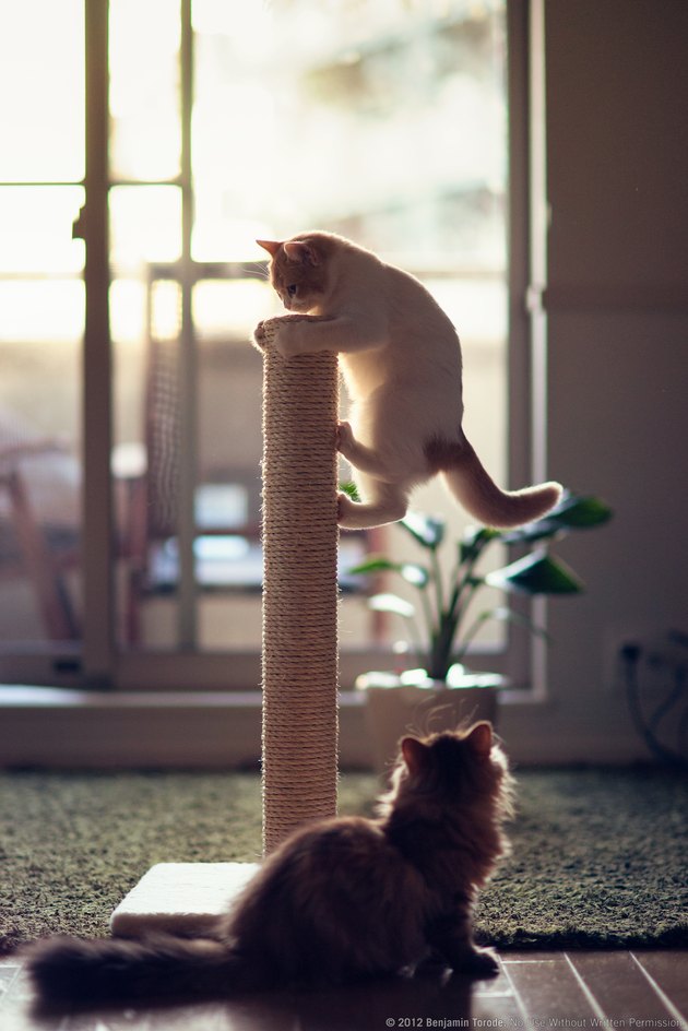 Kittens playing on scratching post