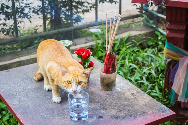 Cat drinking water front of house