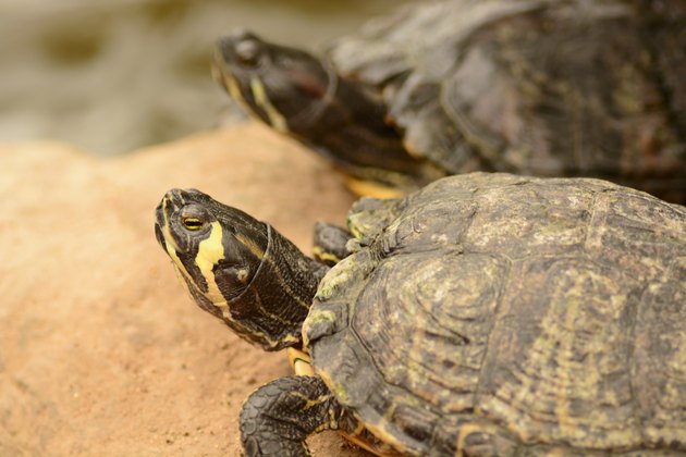 Yellow-bellied slider