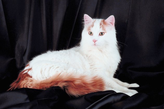 Turkish van cat