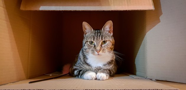 A cat in a box