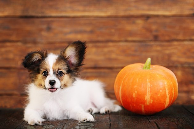 little puppy with pumpkin