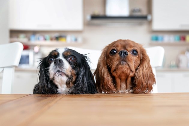 Two dogs behind the table