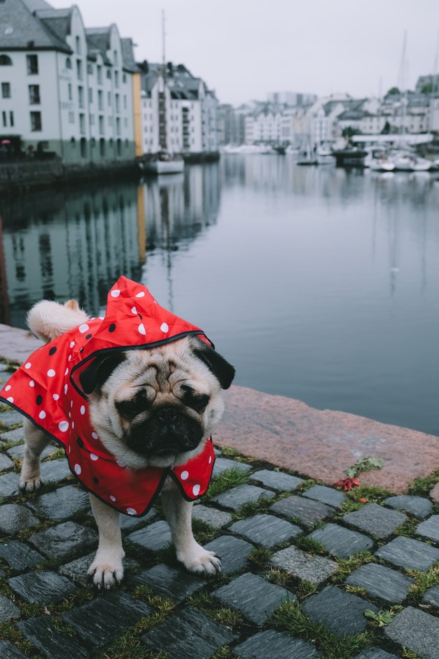 Dog in raincoat meets autumn in Alesund, Norway