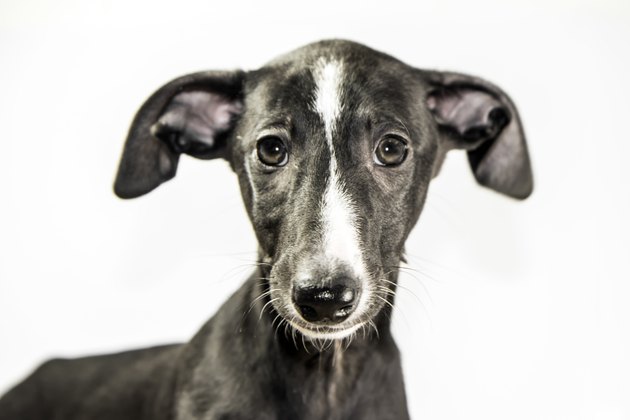 Portrait of puppy with white background
