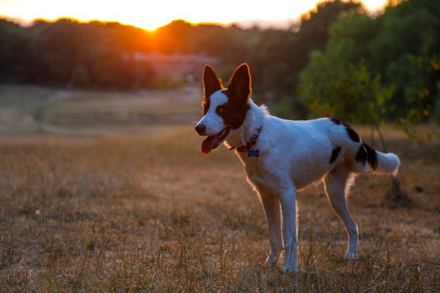 Three-legged Collie at Sunset