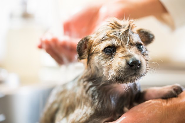 A puppy getting dried off after taking a bath in the kitchen sink