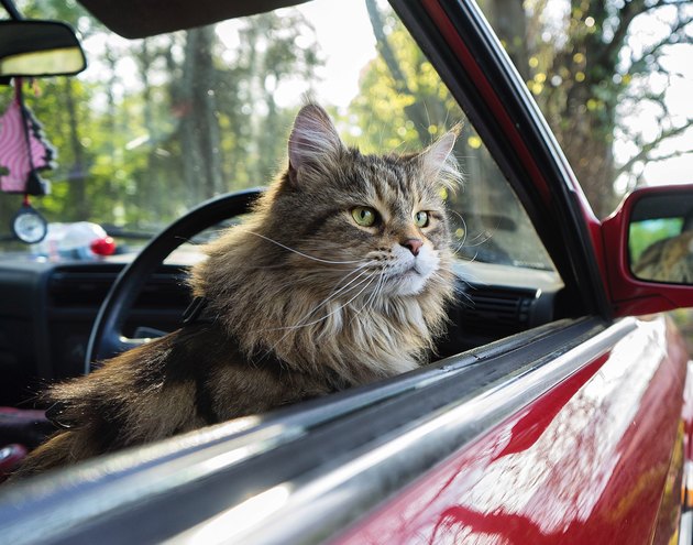 Close-Up Of Cat Sitting In Car