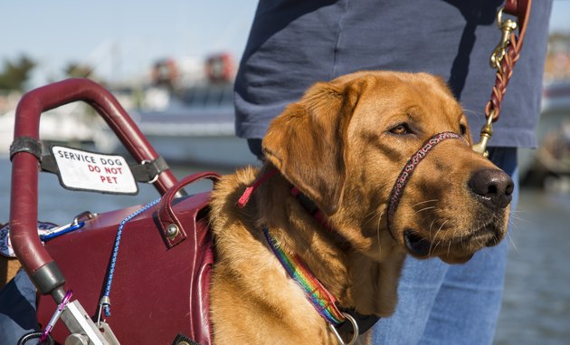 service dog