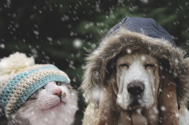 Cat and dog in winter cap