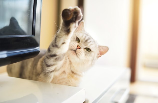 cat holding paw up
