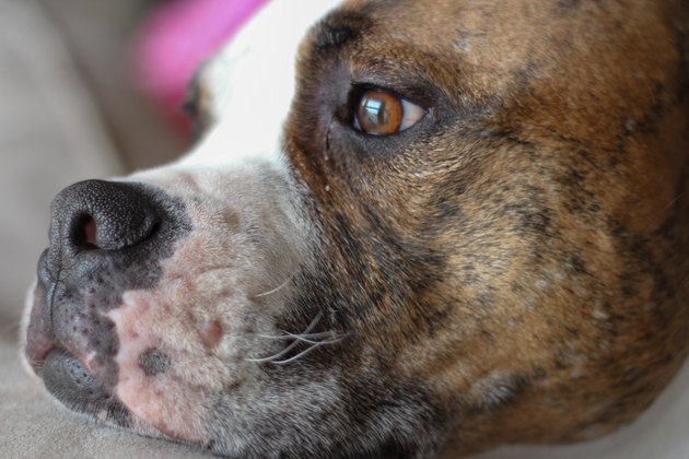 cute pit bull