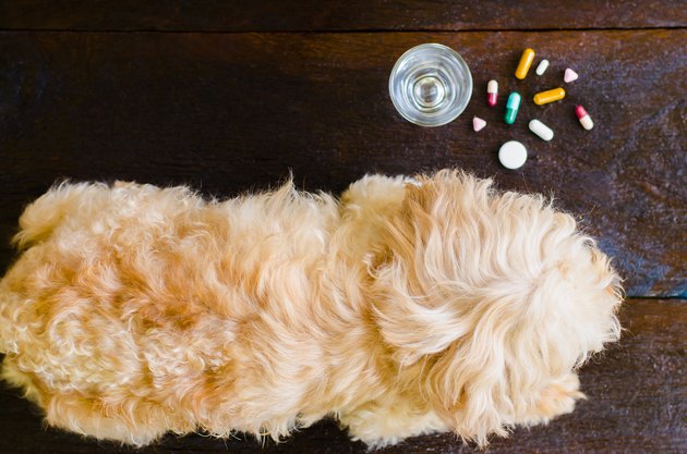 veterinary medicine, pet, animals, health care concept - focus on dog