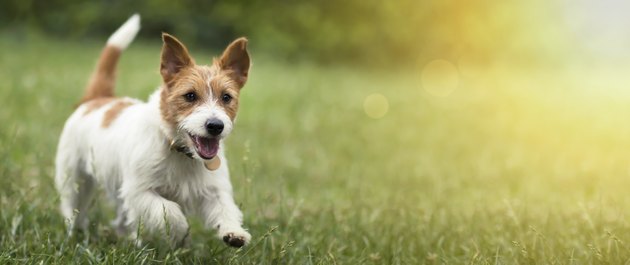 Happy pet dog puppy running in the grass in summer