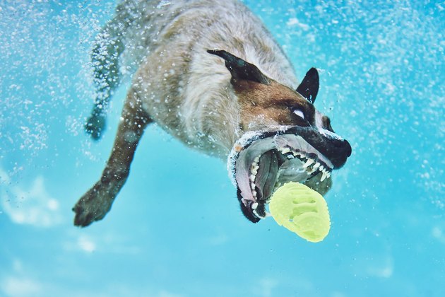 Dog diving for toy underwater