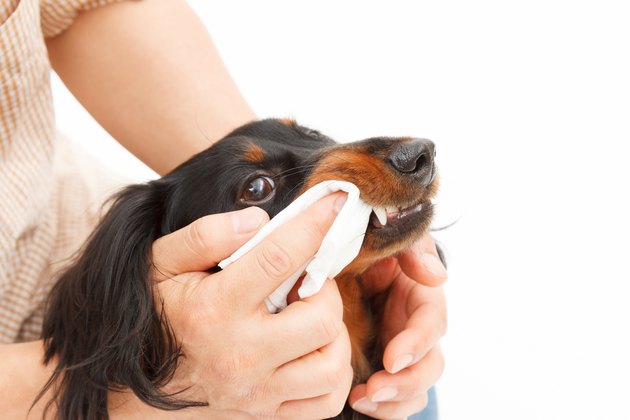 Dentifrice