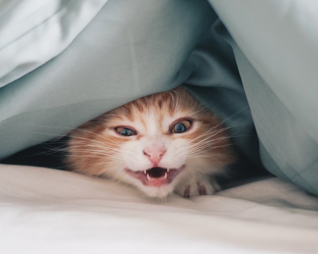 Why Does My Cat Wake Me Up in the Middle of the Night? Cuteness