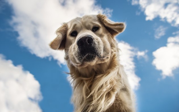 Golden Retriever
