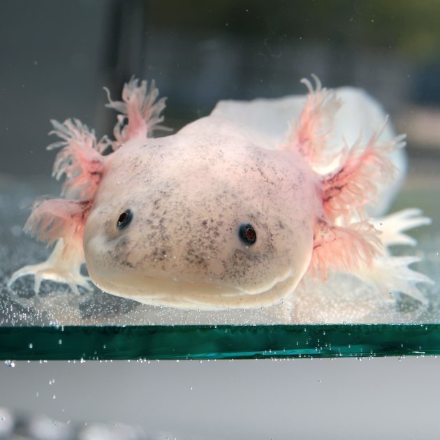 mexican walking fish squishmallow