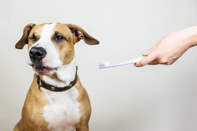 Dog and toothbrush in white background, concept of pets dental hygiene