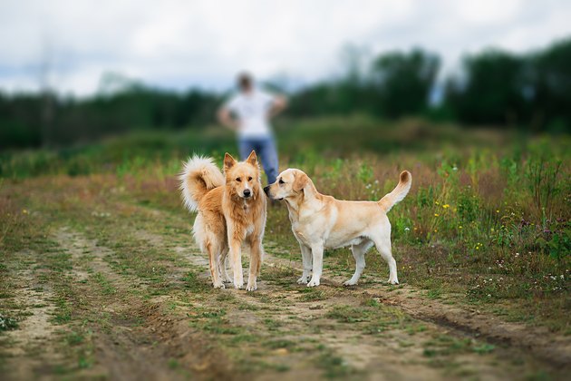 Playful dogs with at walk at field on green meadow