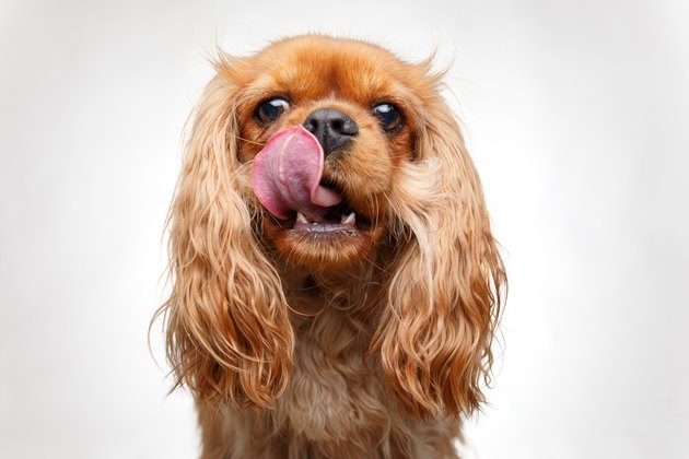 Cavalier King Charles Spaniel licks his lips