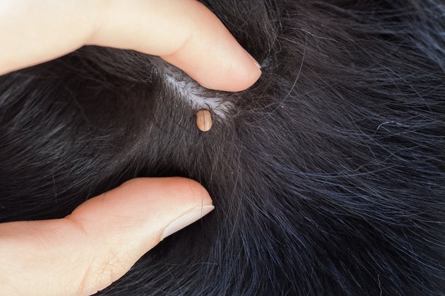 Engorged Tick